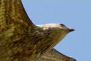 Whistling Kite (Haliastur sphenurus)